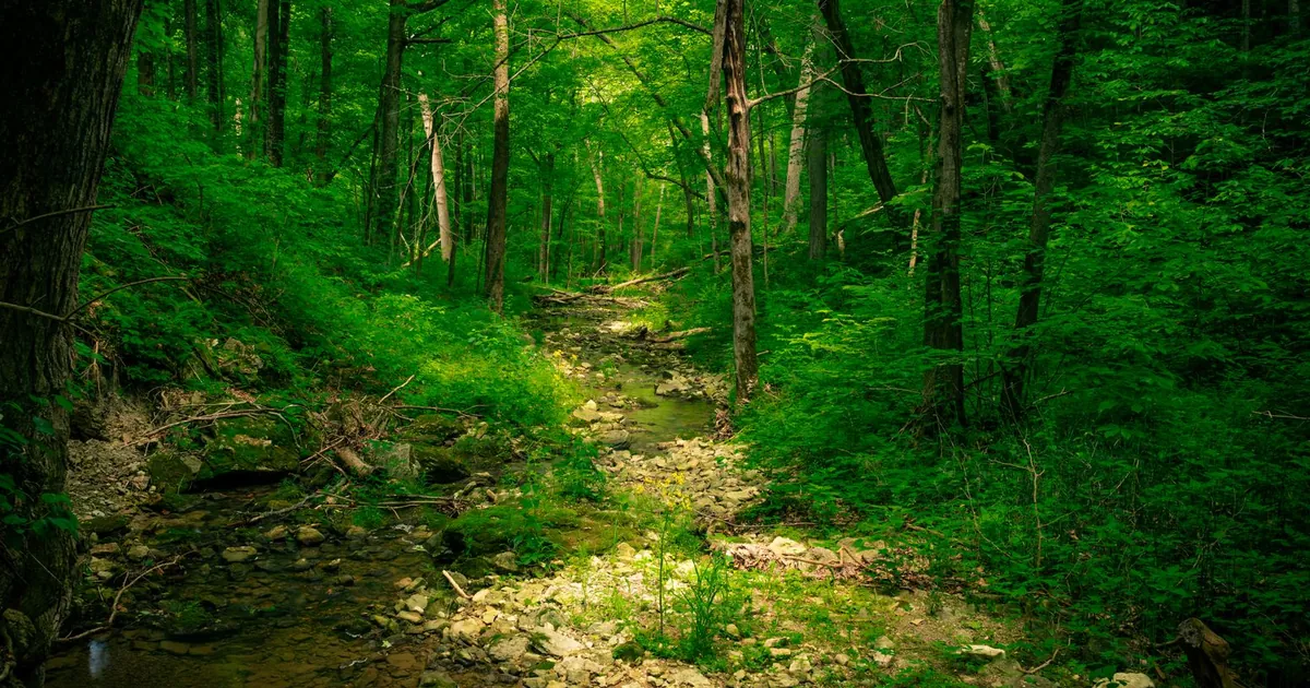Best Hikes in Huntsville: Where to Go, From Easy Strolls to Mountain Climbs