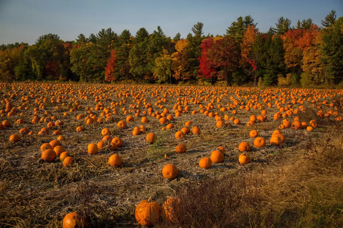 Pumpkin Patches & Corn Mazes Near Huntsville