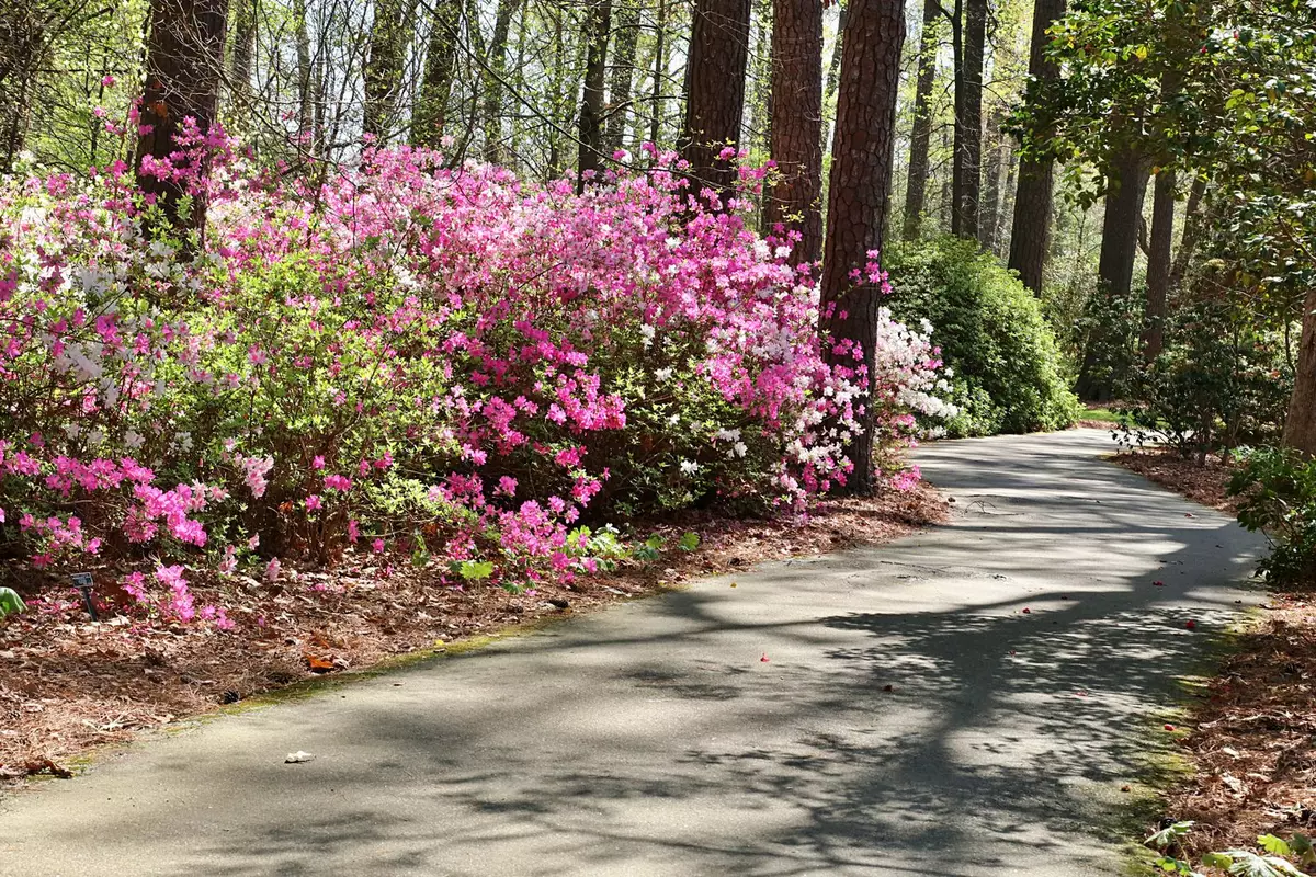 Spring in Huntsville: Blooms, Trails, and Festivals